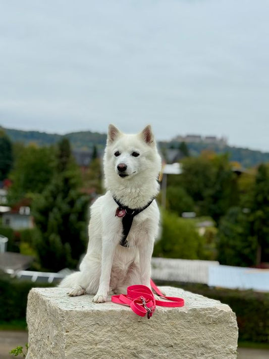 verstellbare Leine aus Biothane/Gestalte selbst