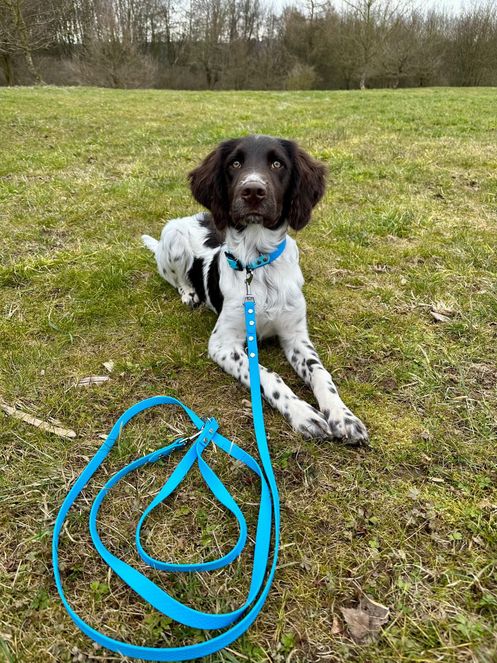 Verstellbare Leine aus Hexa Gurtband/ Mint/Lavendel