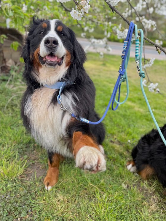 Verstellbare Leine aus Premiumtau/Neonorange