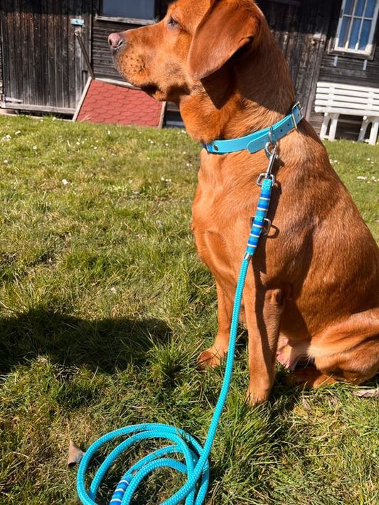 Materual Mix Set/ Biothane Halsband zweifarbig & Leine aus Premiumtau