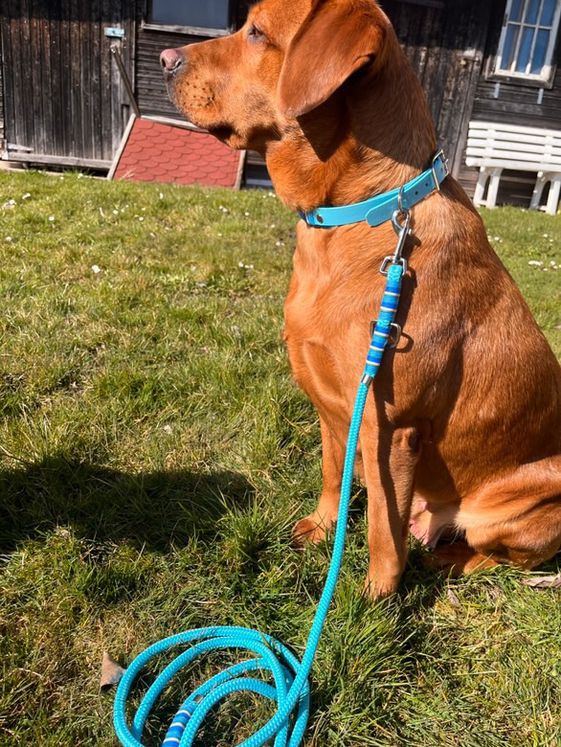 Materual Mix Set/ Biothane Halsband zweifarbig & Leine aus Premiumtau