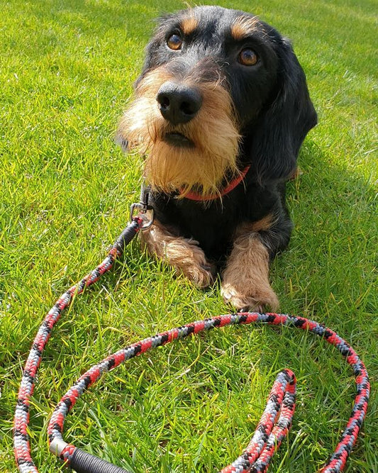 Verstellbare Leine Holm/ Small, für Hunde bis 10 kg