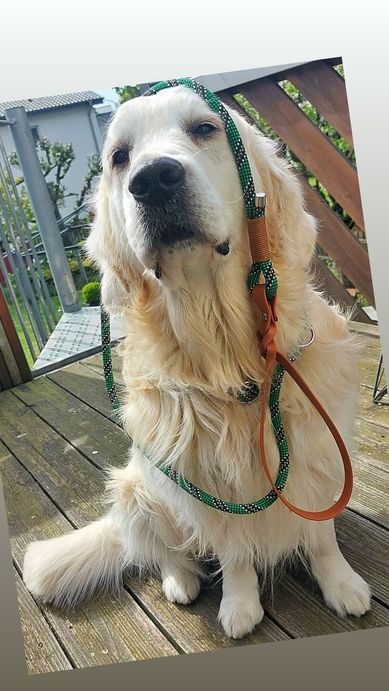 Retrieverleine aus Tauseil / Handschlaufe aus Fettleder/Gestalte selbst