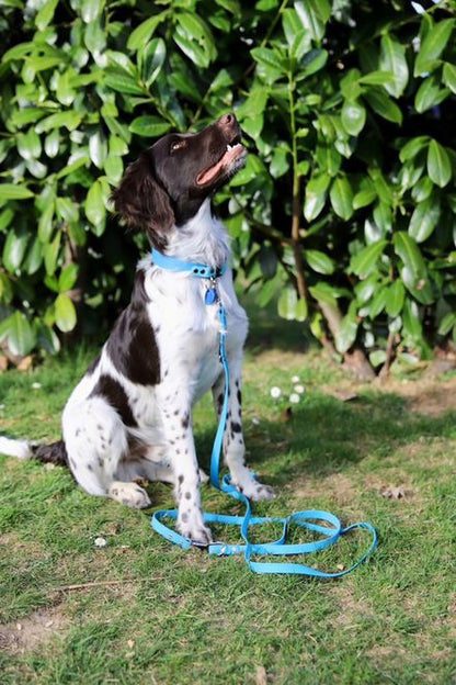 Leine aus Hexagurtband, verstellbar, Halsbänder und Leinen, viele Farben und Größen, individuell gestalteten 