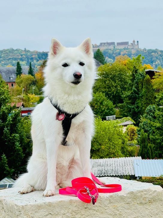 Schleppleine für Hunde, Hexa Gurtband, individuell gestalteten , viele Farben und  Breiten möglich, 