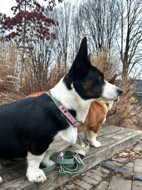 Konfigurator - Biothane Halsband "Duo", zweifarbig