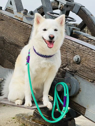 Biothane Halsband in Sagegrün/Flieder mit Paracord Umflechtung, Halsumfang 43 - 45 cm