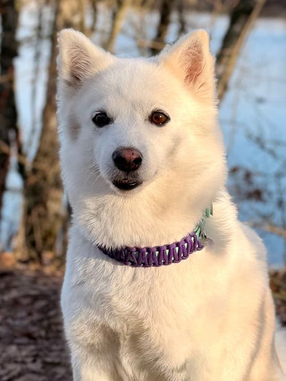 Konfigurator - Biothane Halsband mit Paracord