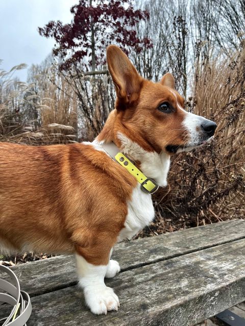 Konfigurator - Biothane Halsband "Duo", zweifarbig