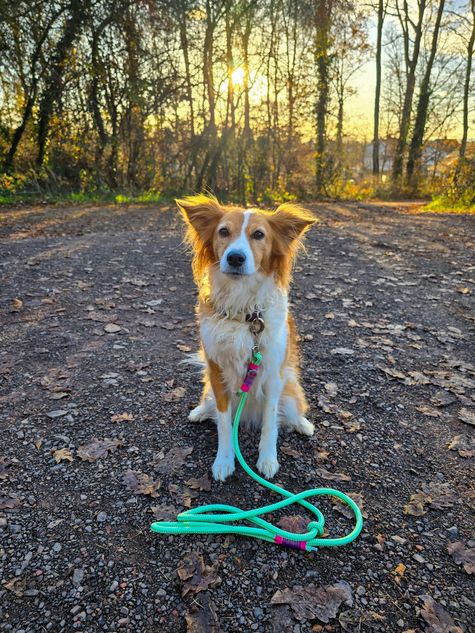 Verstellbare Leine aus Premiumtau/Weinrot