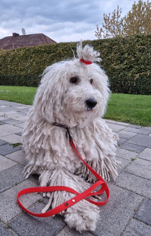 Verstellbare Leine aus Hexa Gurtband/schwarz