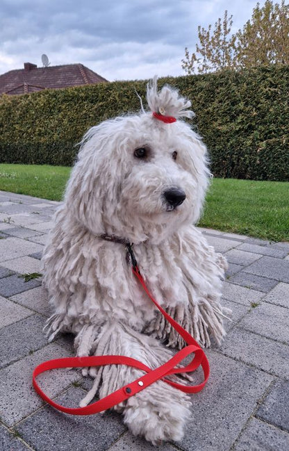 Verstellbare Leine aus Hexa Gurtband/schwarz