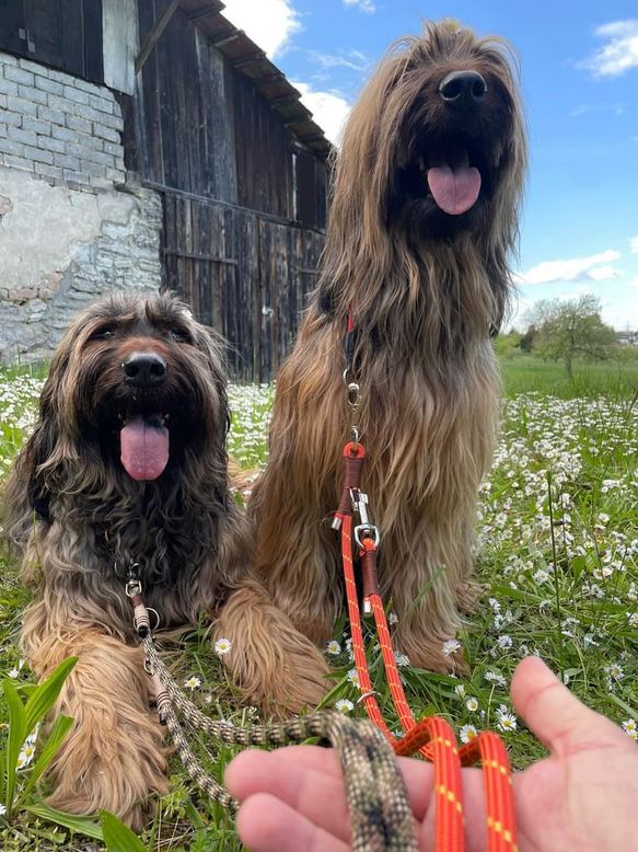 verstellbare Leine aus Premiumtau/Olive