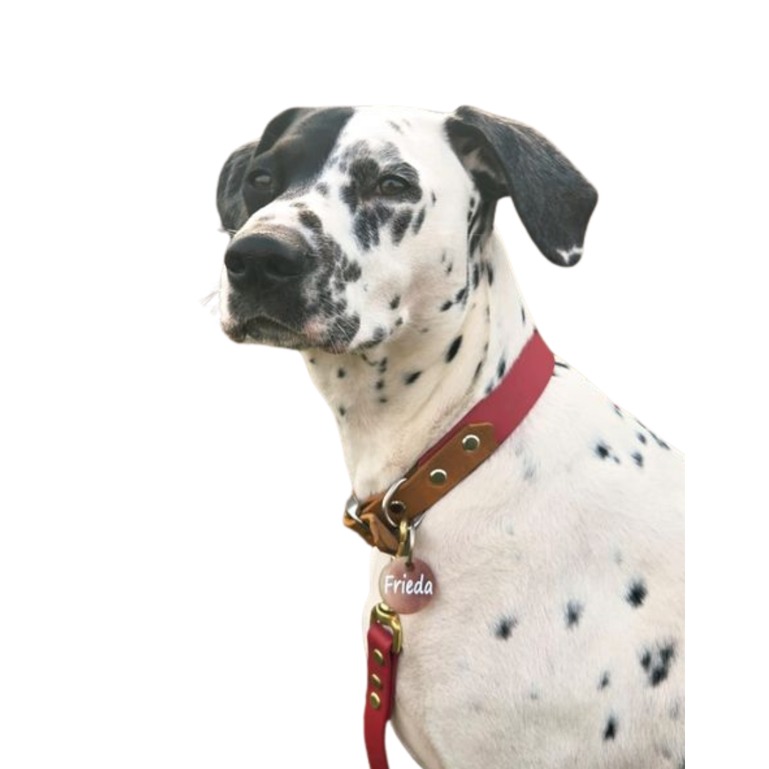 Konfigurator - Biothane Halsband mit Leder Adapter