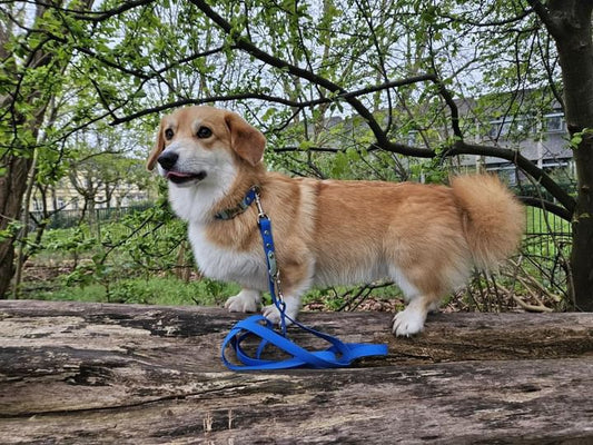 Cityleine aus Hexa Gurtband/Blau