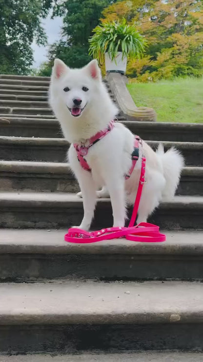 Konfigurator - Biothane Halsband mit Paracord