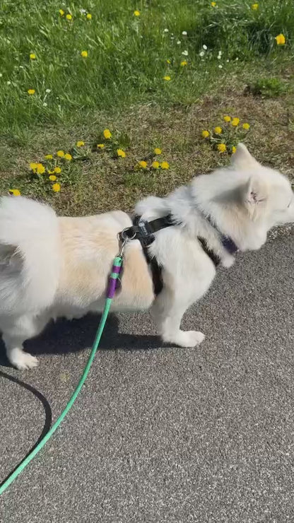 Biothane Halsband mit Paracord, Halsbänder und Leinen von paleroad-desing, viele Farben und Größen, individuell gestalten 