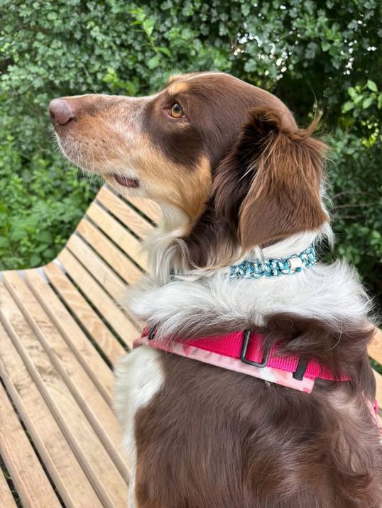 Halsband mit EM Keramik, gestalte selbst